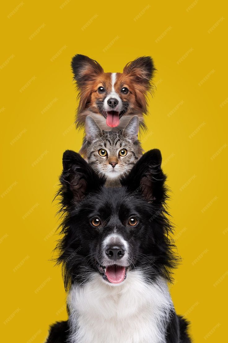 Sample Pet